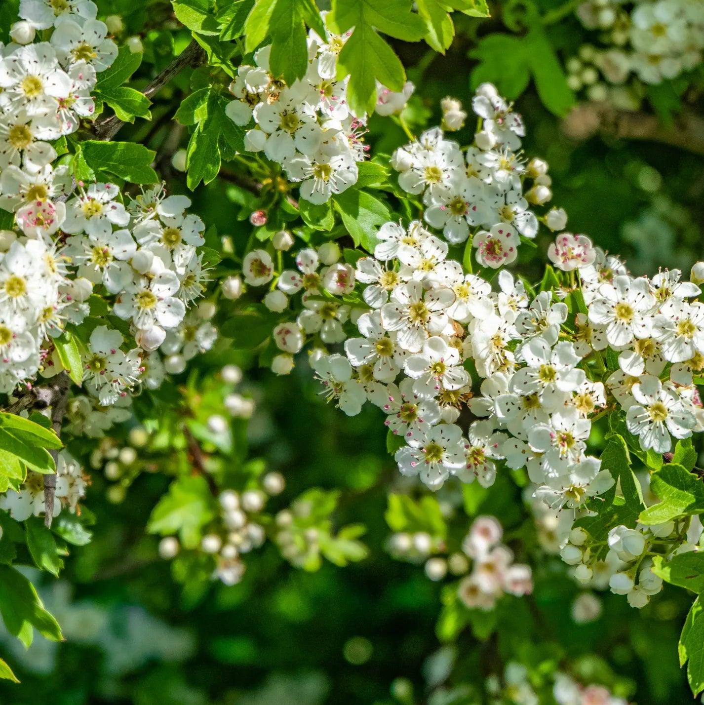 S7_無垠之境 香氛組|NT$6,080 - 果然萌膜