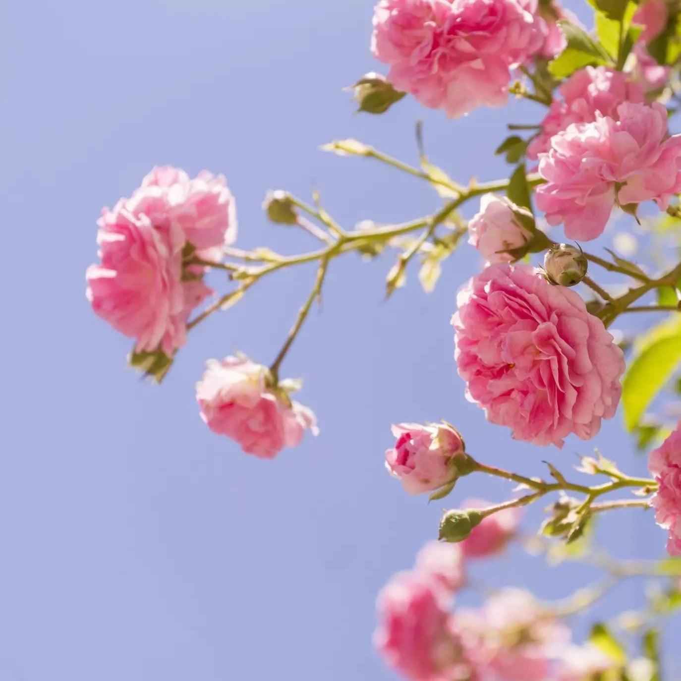 15_寧靜時刻|Níng Jìng_香氛蠟燭 - 果然萌膜