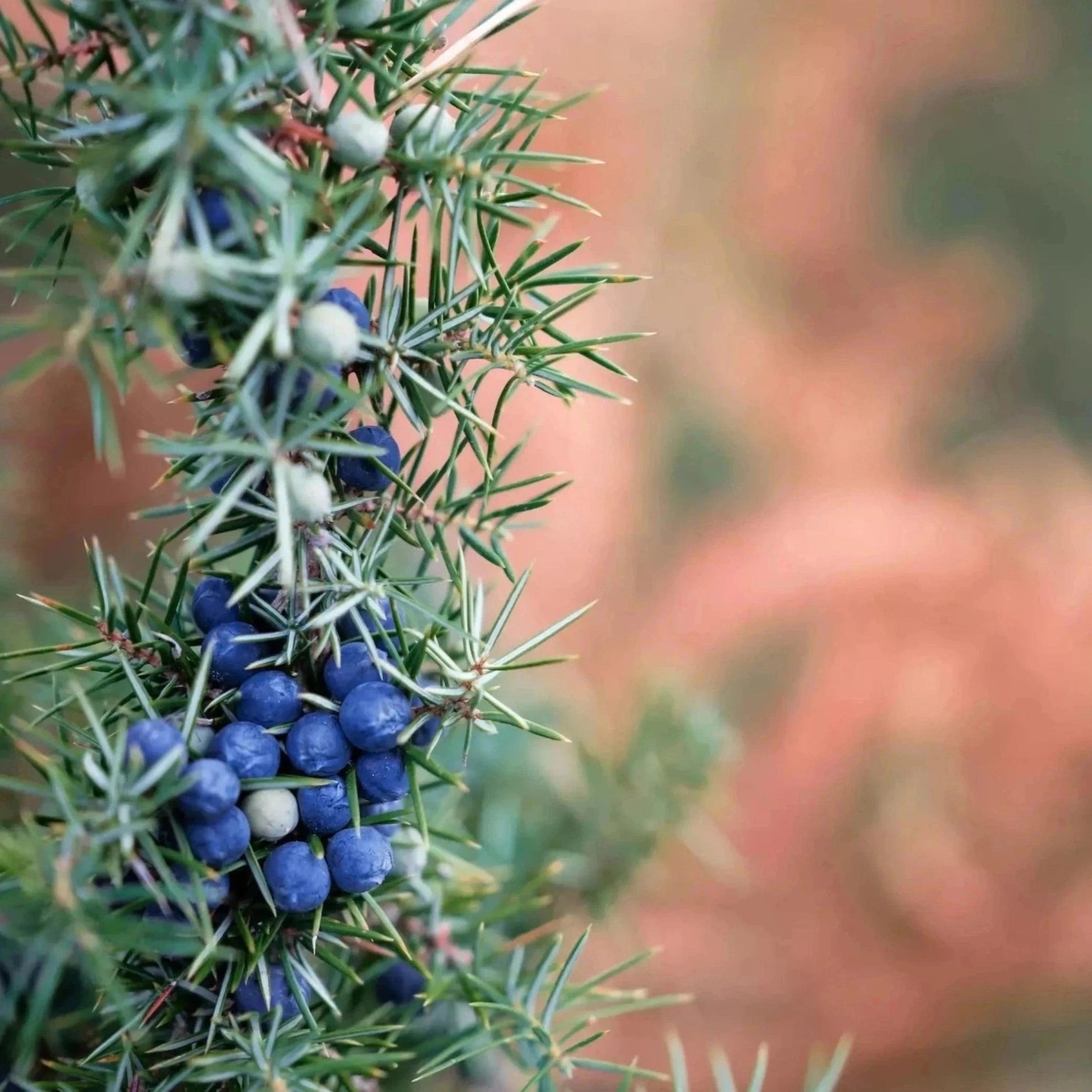 45_輕舞飛揚|Delight Dance_2X香氛空間織品香氛噴霧_10ml_隨身噴霧 - 果然萌膜