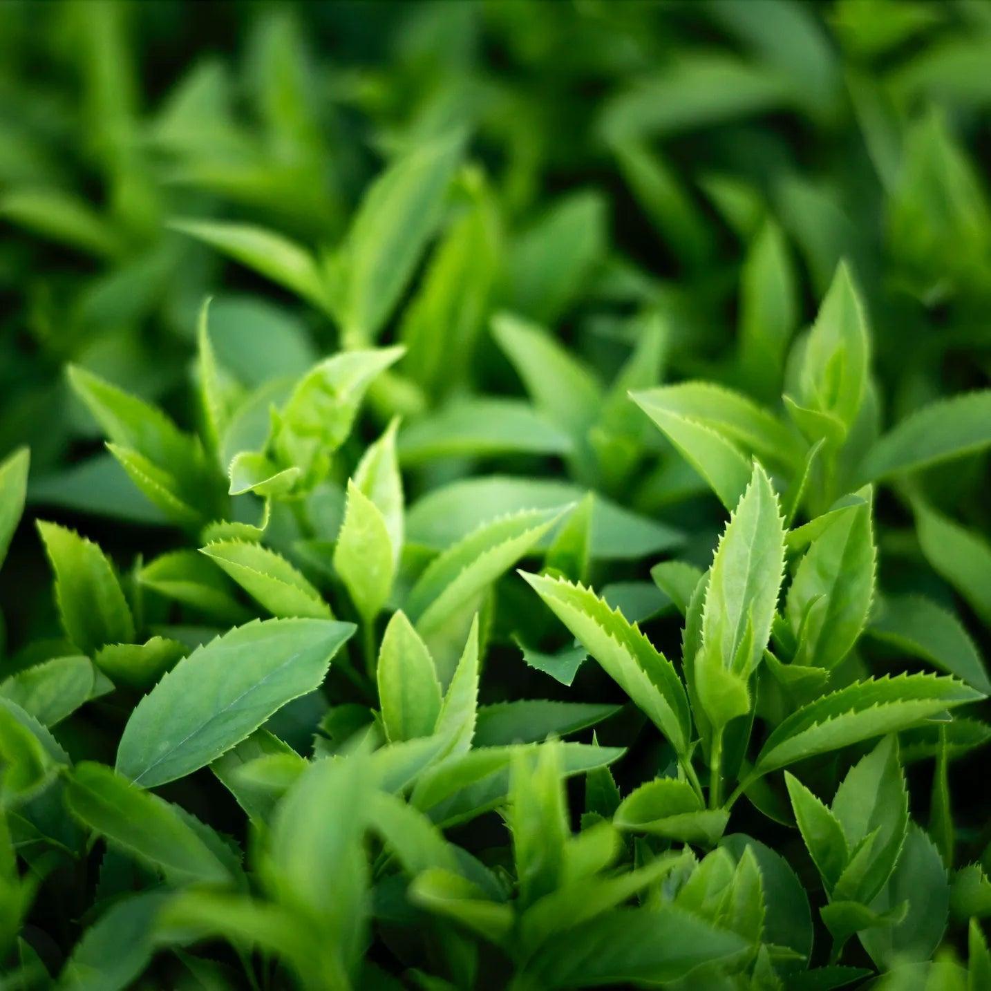 11_ 雅緻輕盈|Elegant 空間織品香氛噴霧_50ml - 果然萌膜