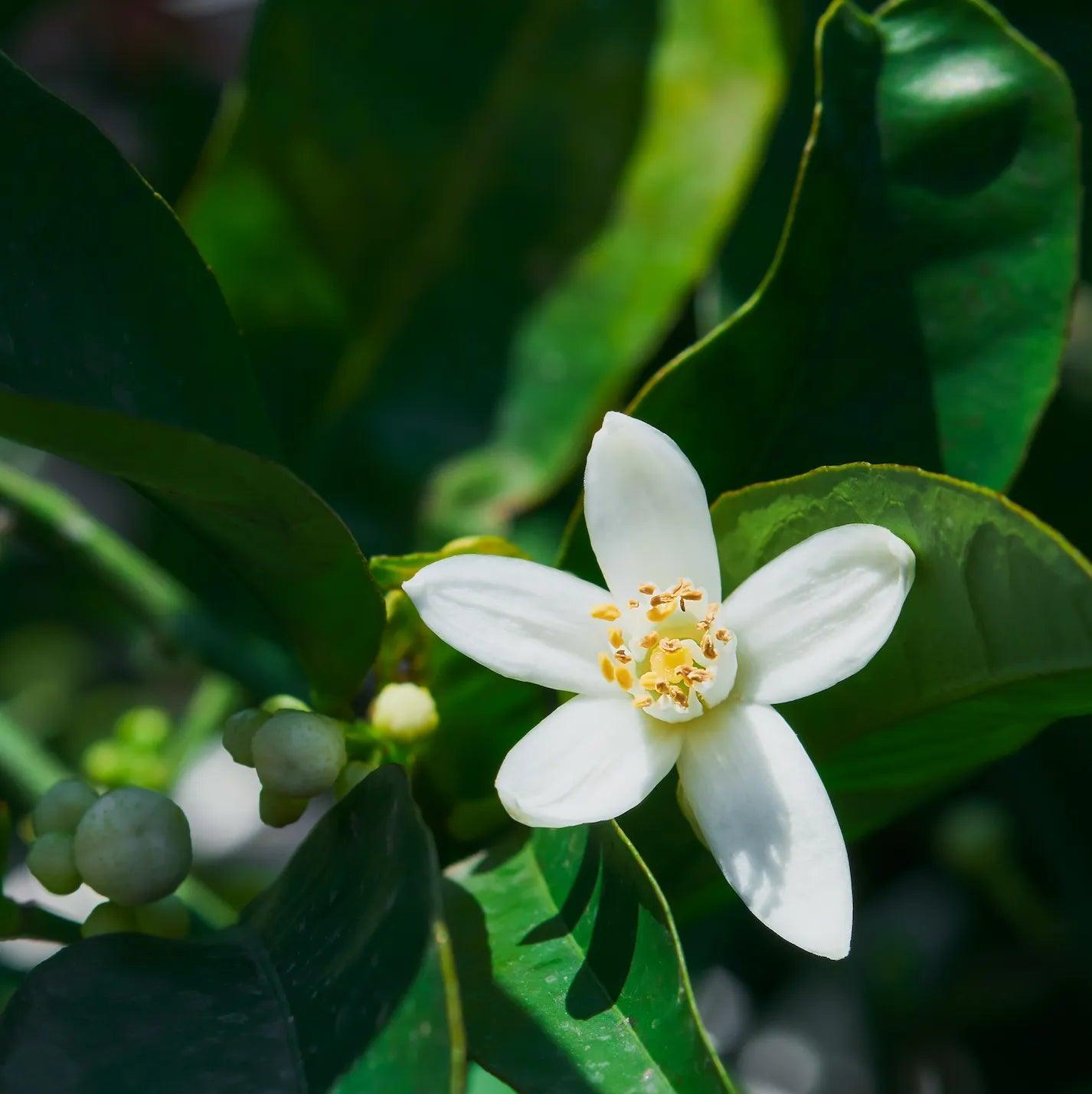 S4A_雲間呢喃 香氛組|NT$2,580 - 果然萌膜