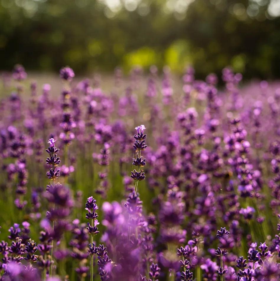 S7_無垠之境 香氛組|NT$6,080 - 果然萌膜